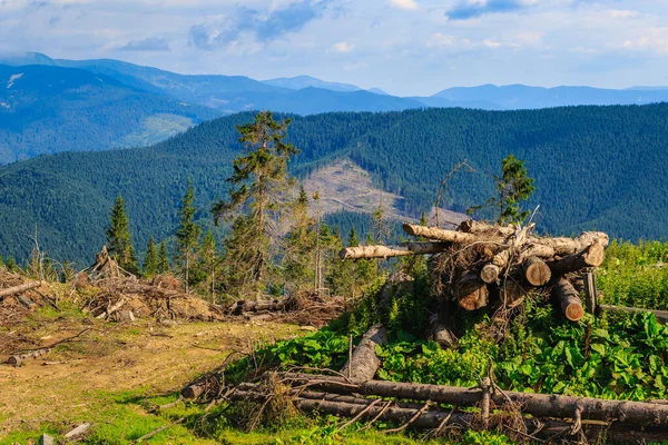 Свині Зрубані Покинуті Вздовж Лісової Дороги Карпатах Західна Україна — стокове фото