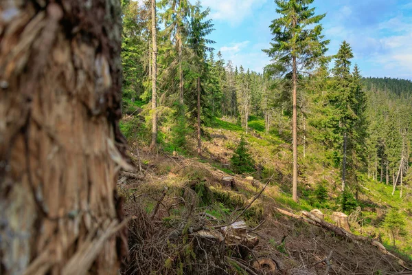 Знищення Хвойних Лісів Схилах Карпат Західна Україна — стокове фото