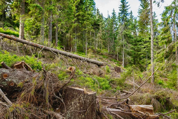 Знищення Хвойних Лісів Схилах Карпат Західна Україна — стокове фото