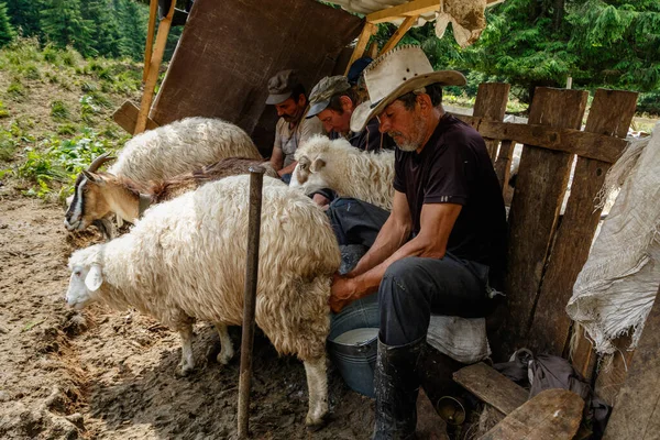Лопухів Західна Україна Липня 2020 Пастухи Доять Овець Кіз Традиційним — стокове фото