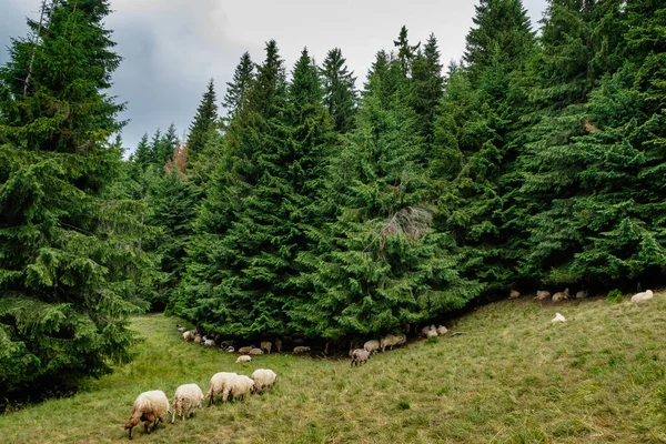 Вівці Відпочивають Після Доїння Під Ялинами Карпатського Лісу — стокове фото