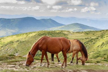 Güzel kahverengi atlar Ukrayna 'daki Karpatların tepelerinde otluyor..