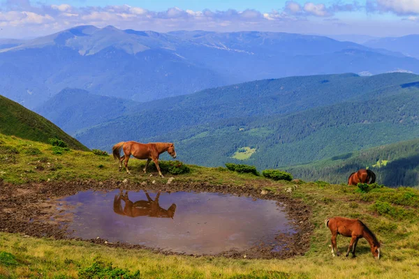 Beautiful Brown Horses Graze Peaks Carpathians Ukraine — Stock Photo, Image