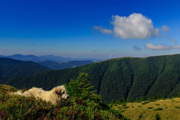 Карпатські Собаки Пастухи Охороняють Овець Горах Влітку — стокове фото