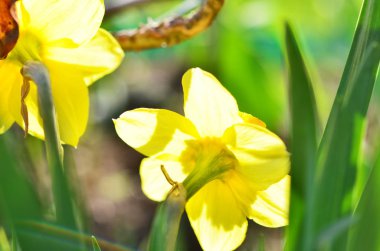 Narcissus çiçeği. Narcissus nergis çiçekleri ve yeşil yapraklar arka plan.