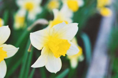Narcissus çiçeği. Narcissus nergis çiçekleri ve yeşil yapraklar arka plan.