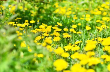 Güneşli bir karahindiba ile çayır.