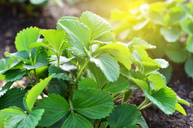  Çilek bush bahçede büyüyen yeşil yaprakları ile.