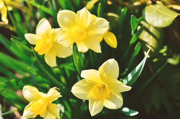 Narkissos Blomst Narcissus Påskeliljer Grønne Blader Bakgrunnen – stockfoto