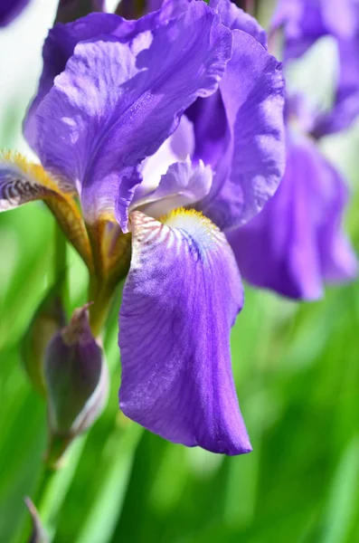 Flores Iris Violeta Primer Plano Sobre Fondo Jardín Verde Día —  Fotos de Stock