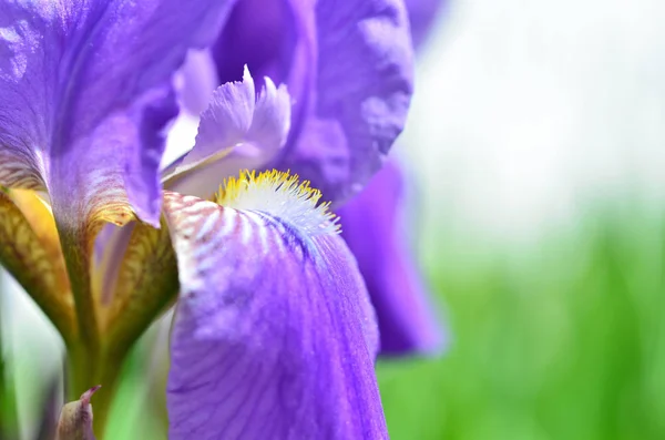 Violet Iris Flowers Closeup Green Garden Background Sunny Day — Stock Photo, Image