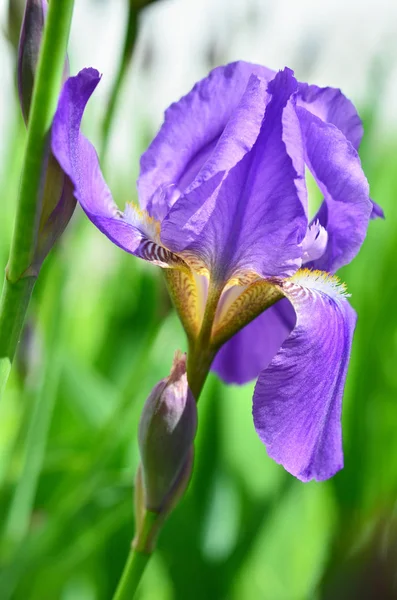 Fiori Iris Viola Primo Piano Sfondo Verde Giardino Giornata Sole — Foto Stock