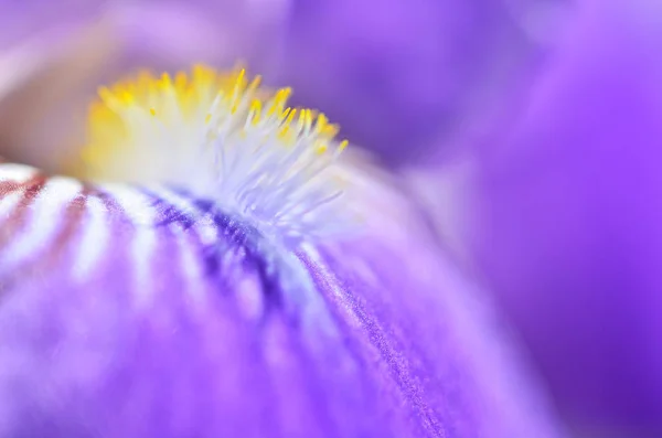 Primer Plano Iris Violetas Macro Fotografía —  Fotos de Stock