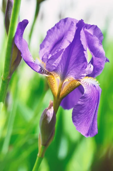 Violet Iris Bloemen Close Groene Tuin Achtergrond Zonnige Dag — Stockfoto