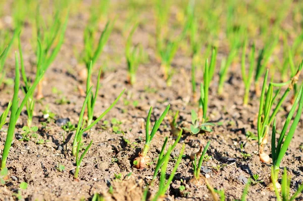 Jeunes Oignons Poussant Rangs Dans Sol — Photo