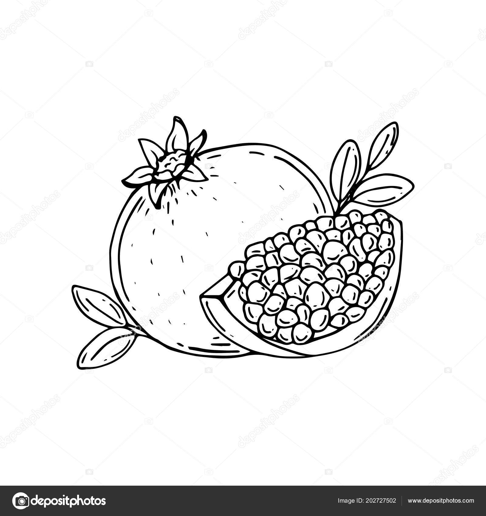 Pomegranate Line Drawing