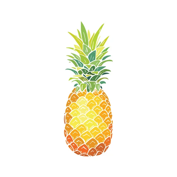 Pineapple Vector Isolated White Background Vector Illustration Hand Drawn — Stock Vector