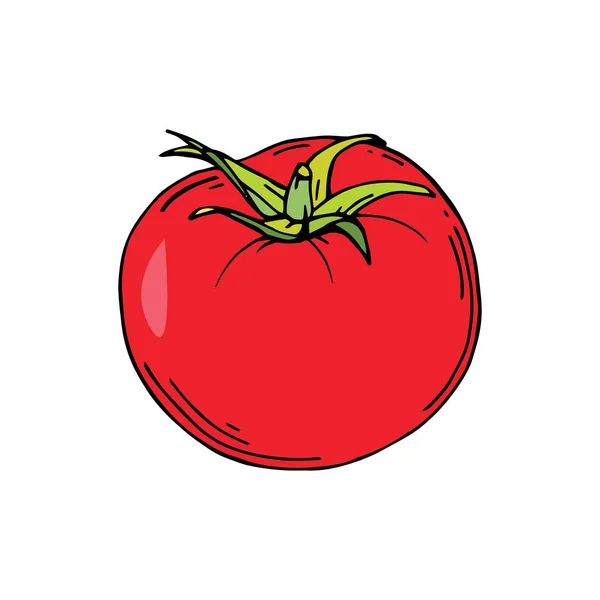 Organic Tomato Vegetable Natural Food Vector Illustration Hand Drawn — Stock Vector