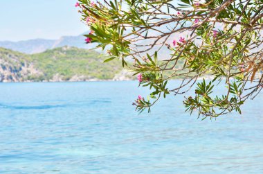 Güzel manzara. Sahil, ağacının yakın çekim. 