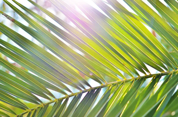 Palmiye ağacı yakın çekim. Arka plan görüntüsü tropikal Fan palmiye yaprakları ile dolu.