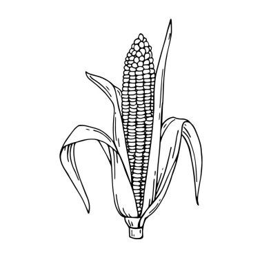 Mısır koçanı el vektör çizim çekilmiş. Çizim ayrıntılı Vejetaryen yiyecekler. Çiftlik market ürün.