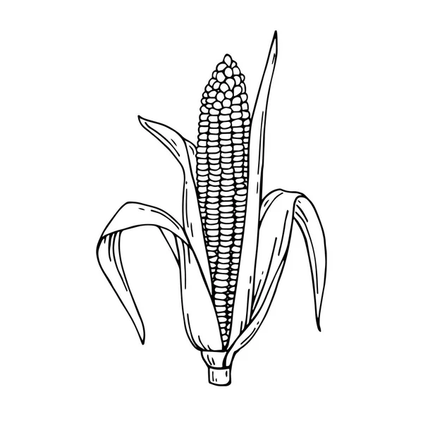 トウモロコシ穂軸の手には ベクター グラフィックが描画されます 図面詳細なベジタリアン料理 ファーム市場製品 — ストックベクタ