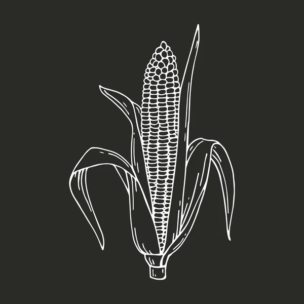トウモロコシ穂軸の手には ベクター グラフィックが描画されます 図面詳細なベジタリアン料理 ファーム市場製品 — ストックベクタ