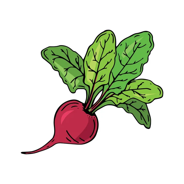 Frische Rüben Mit Blatt Vektorillustration Saftige Rote Bete Gemüse Bio — Stockvektor