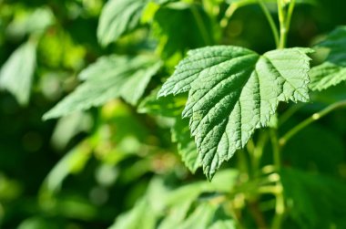 Bahçedeki Frenküzümü fidanları. 