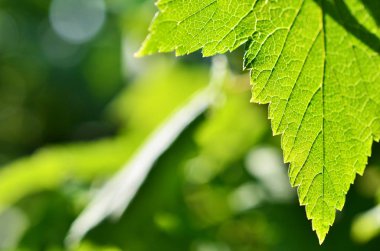 Yakın çekim yaprak, yeşil yaprak bahçede. Makro ormandaki yeşil yaprak. Yaprak dokusu. Frenk üzümü yaprağı.