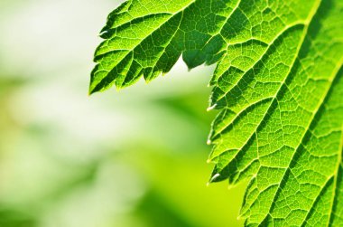 Yakın çekim yaprak, yeşil yaprak bahçede. Makro ormandaki yeşil yaprak. Yaprak dokusu. Frenk üzümü yaprağı.