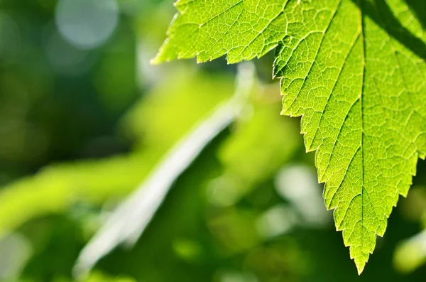 Yakın çekim yaprak, yeşil yaprak bahçede. Makro ormandaki yeşil yaprak. Yaprak dokusu. Frenk üzümü yaprağı.