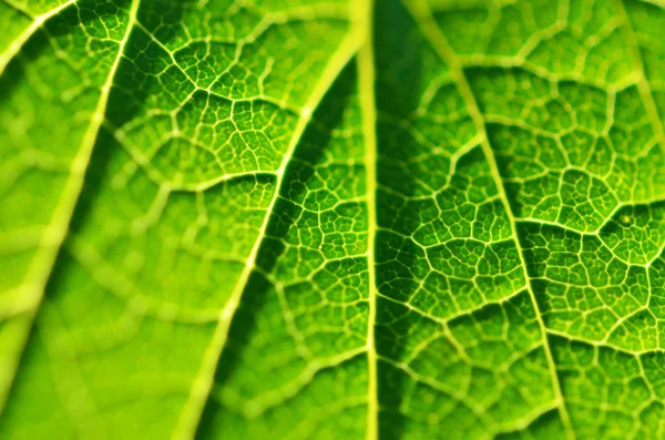 Close Van Blad Groene Blad Tuin Macro Van Groene Blad — Stockfoto