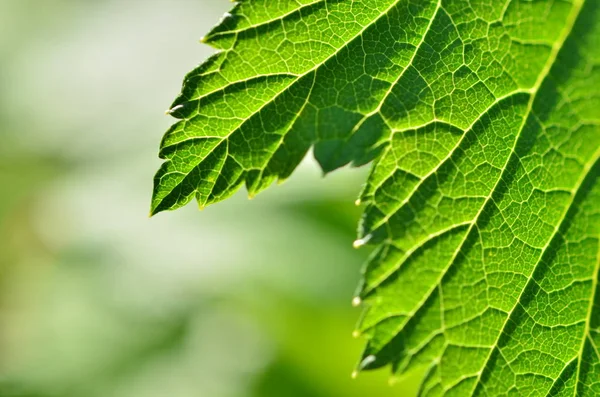 Yakın çekim yaprak, yeşil yaprak bahçede. Makro ormandaki yeşil yaprak. Yaprak dokusu. Frenk üzümü yaprağı.