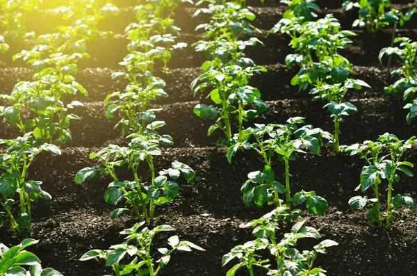 Planta Papa Joven Creciendo Suelo Arbusto Papa Jardín Planta Saludable — Foto de Stock