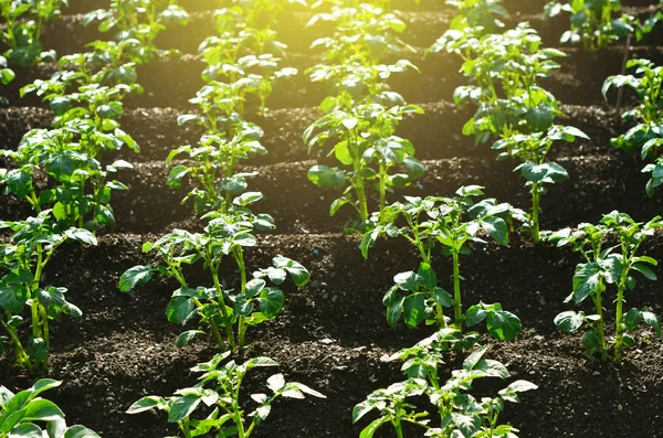 Planta Papa Joven Creciendo Suelo Arbusto Papa Jardín Planta Saludable — Foto de Stock