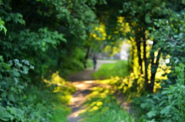 Yeşil Doğa Parkı ile bokeh güneş ışık arka plan bulanıklık. Yaz manzara.