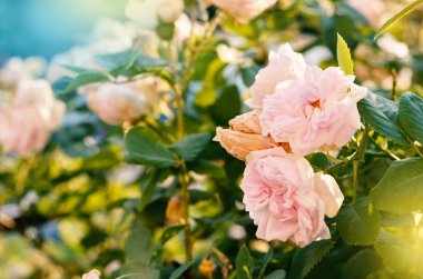 Bahçe içinde güzel gül çiçek.