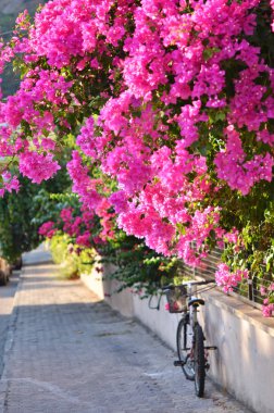 Tipik Bizanslılar açık sokak dış yaz aylarında. Bougainvillea çiçek çiçeklenme