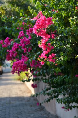 Tipik Bizanslılar açık sokak dış yaz aylarında. Bougainvillea çiçek çiçeklenme