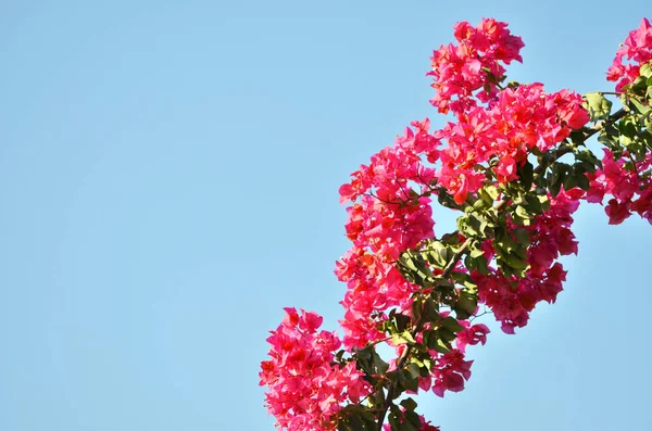Bougainvillea Çiçek Kapatın Çiçek Açan Begonvil Çiçek Arka Plan — Stok fotoğraf