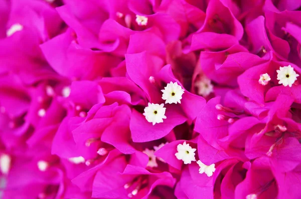 Bougainvillea Çiçek Kapatın Çiçek Açan Begonvil Çiçek Arka Plan — Stok fotoğraf