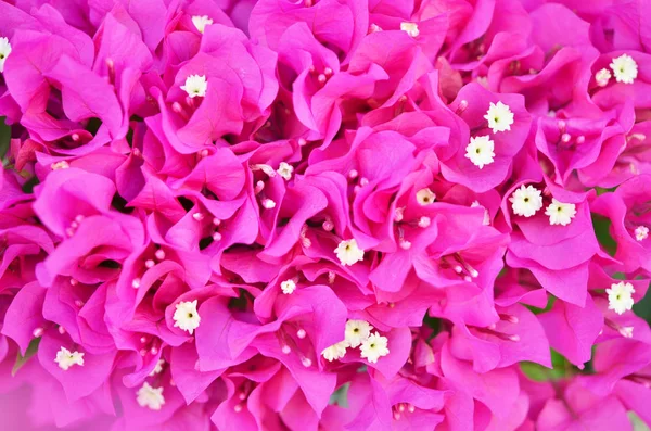 Bougainvillea Blüten Aus Nächster Nähe Blühende Bougainvillea Floraler Hintergrund — Stockfoto