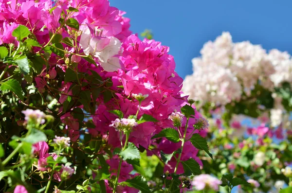 Квіти Бугенвіля Крупним Планом Квітуча Бугенвілья Квітковий Фон — стокове фото