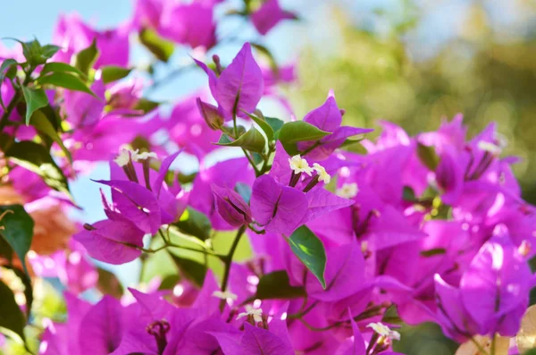 Bougainvillea Çiçek Kapatın Çiçek Açan Begonvil Çiçek Arka Plan — Stok fotoğraf