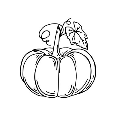 Kabak yaprakları ile. Organik gıda. Yaprakları ile elle çizilmiş doodle büyük balkabağı. Vektör çizim