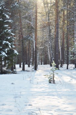 güzel kış manzarası ile forestsnow. Güneşli soğuk kış günü.