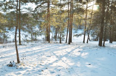 güzel kış manzarası ile forestsnow. Güneşli soğuk kış günü.