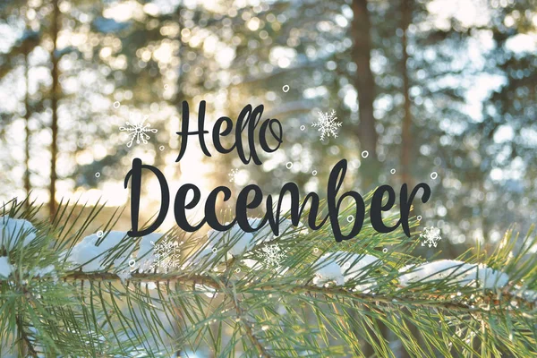 Hello December. Winter background fresh fir tree branches covered with snow.