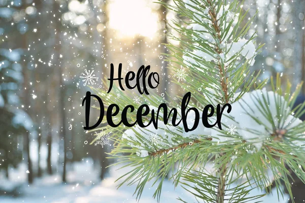 Hello December. Winter background fresh fir tree branches covered with snow.